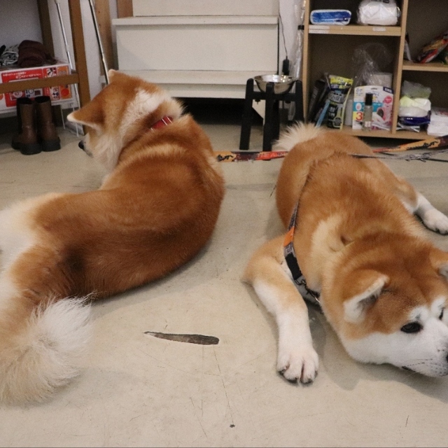 秋田犬cafe