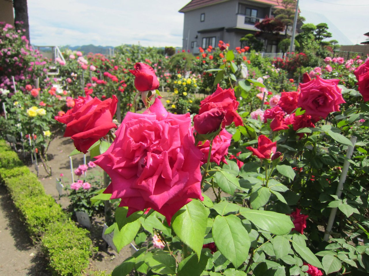 Ishida Rozu Garden