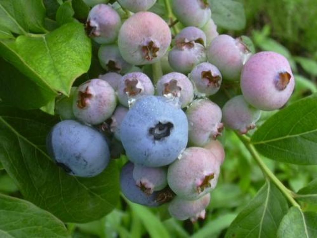 Blueberry Farm