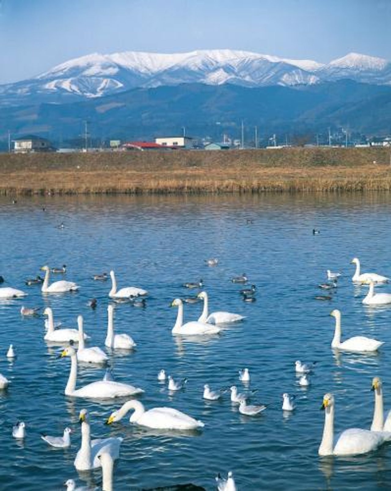 Shiroishi River Swan Site