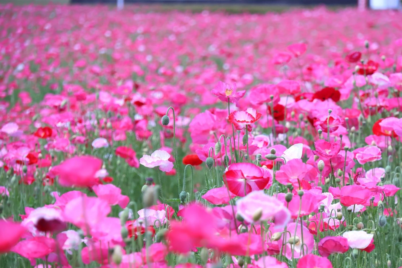 Ajisaka Poppy Fields (Poppy Festival)