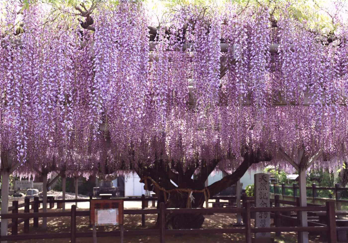 Shogun Wisteria