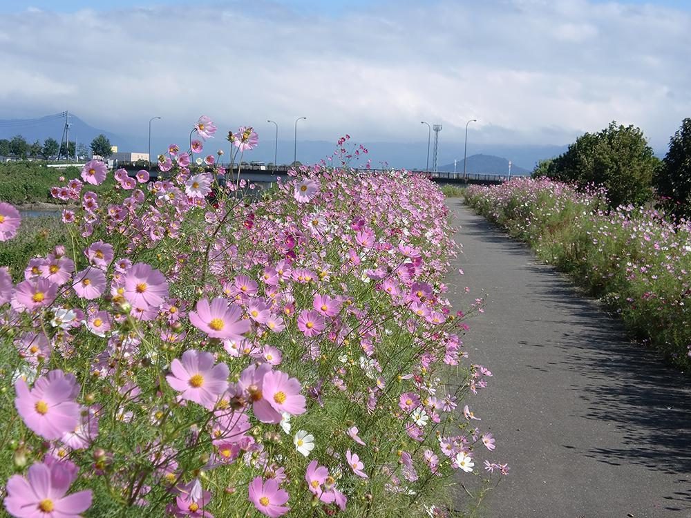 Cosmos Road (Ogori)