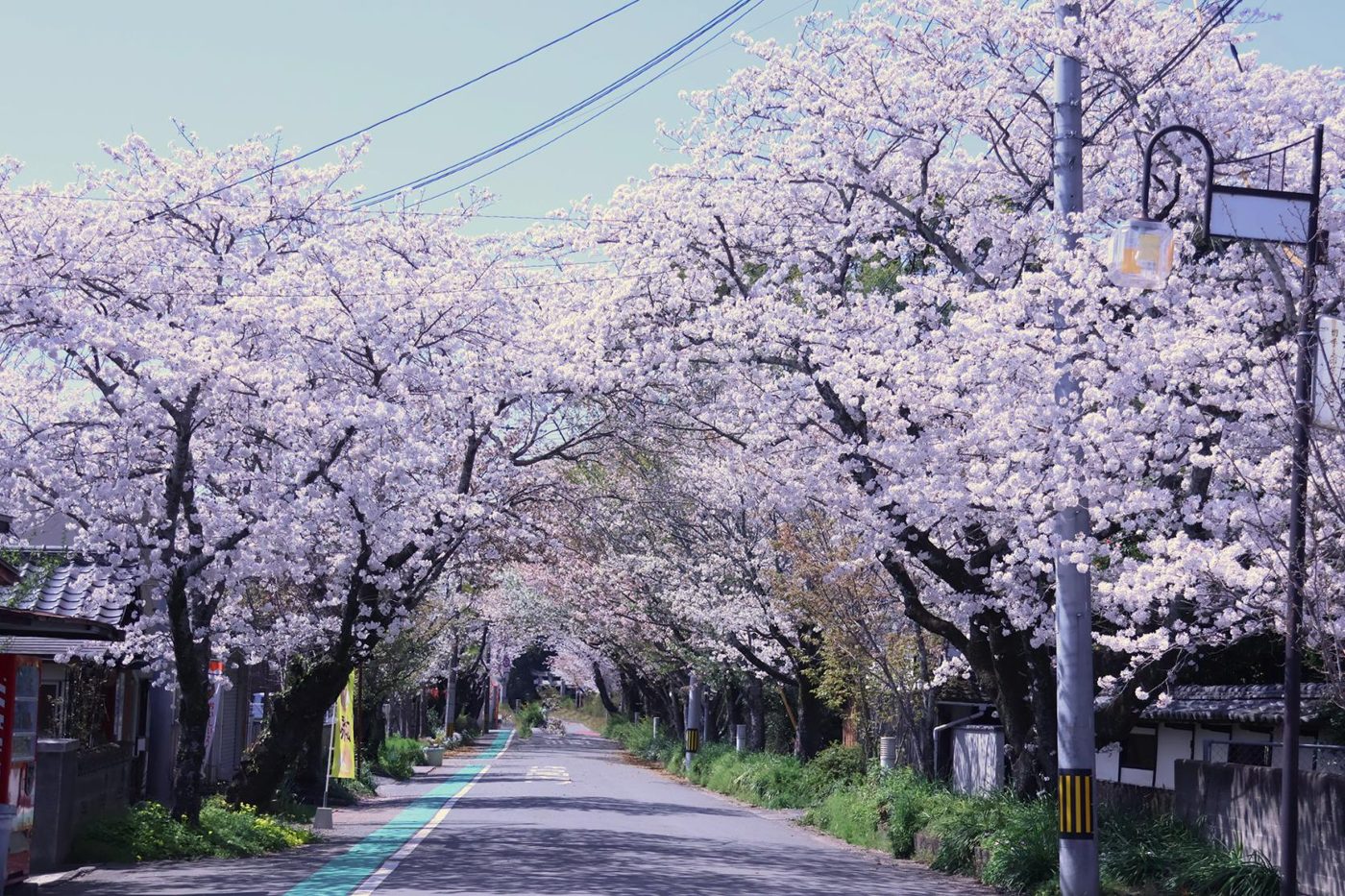 Matsuzaki Cherry Blossom Riding Ground
