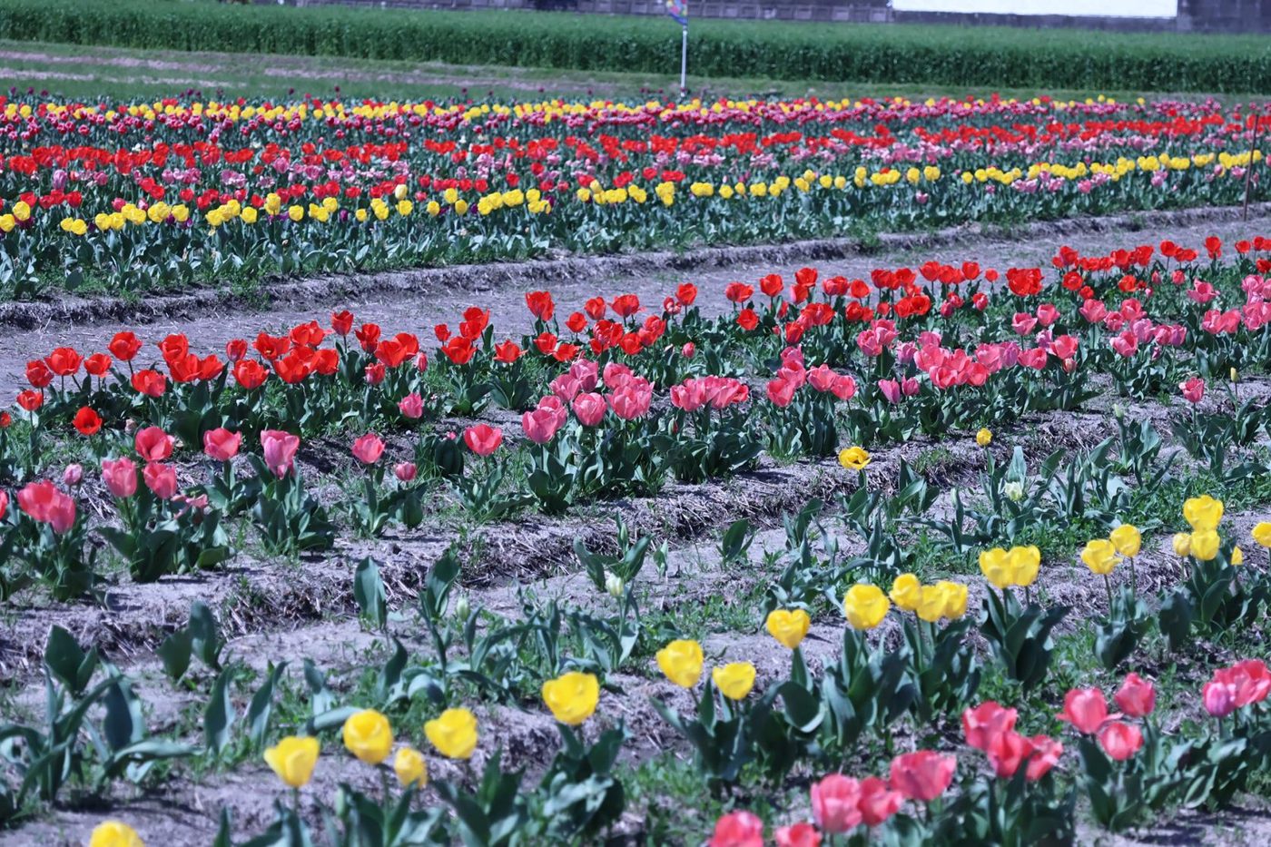 Koko Tulip Garden
