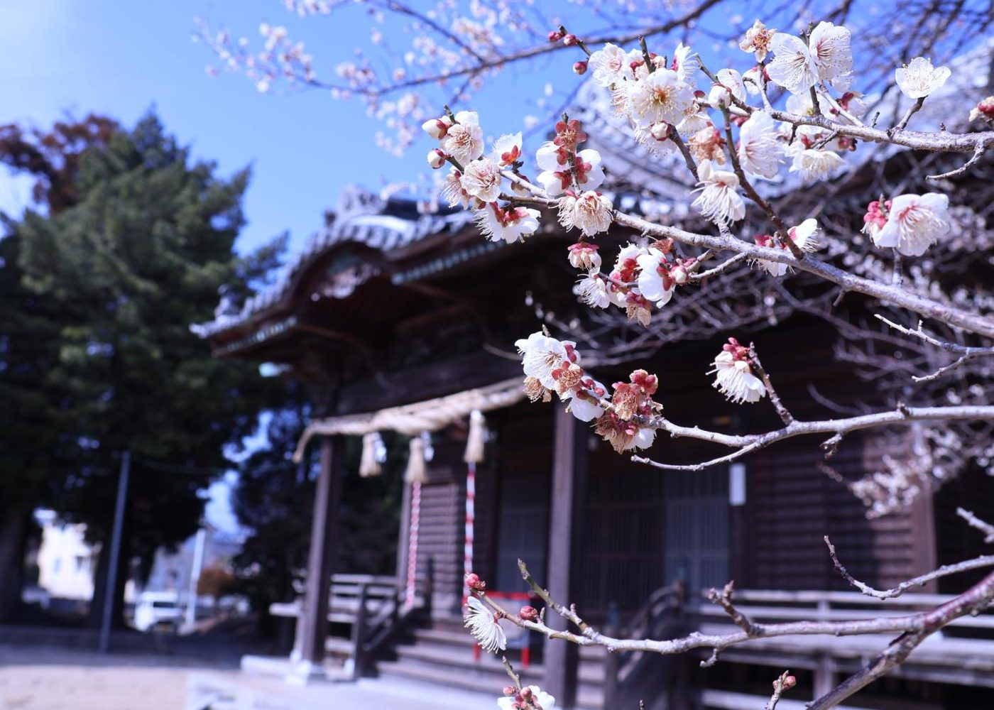 Plum Blossoms