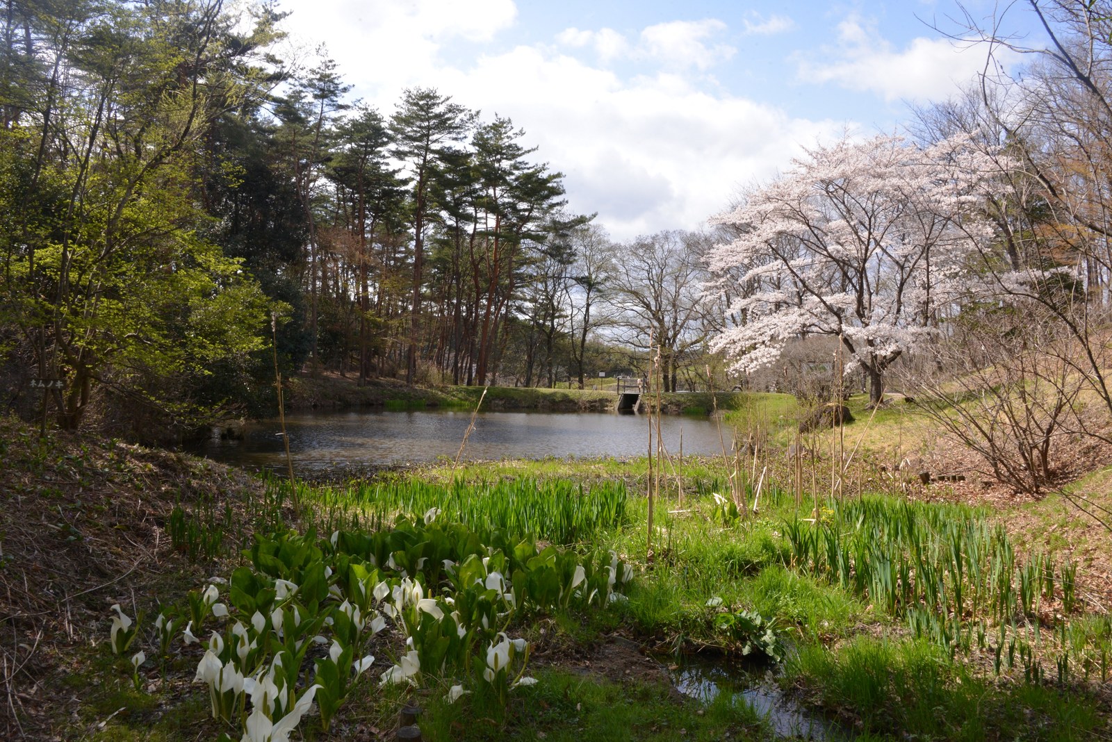Showa Manyo Forest in Ohira — sakura by the pond in spring