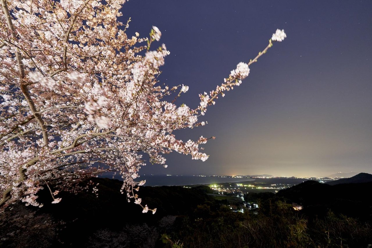 Yukawa Yama Sakura Michi (Okagaki)
