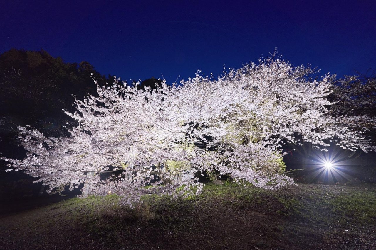 Mount Narita Fudo-ji Temple Cherry Blossoms (Light-up)