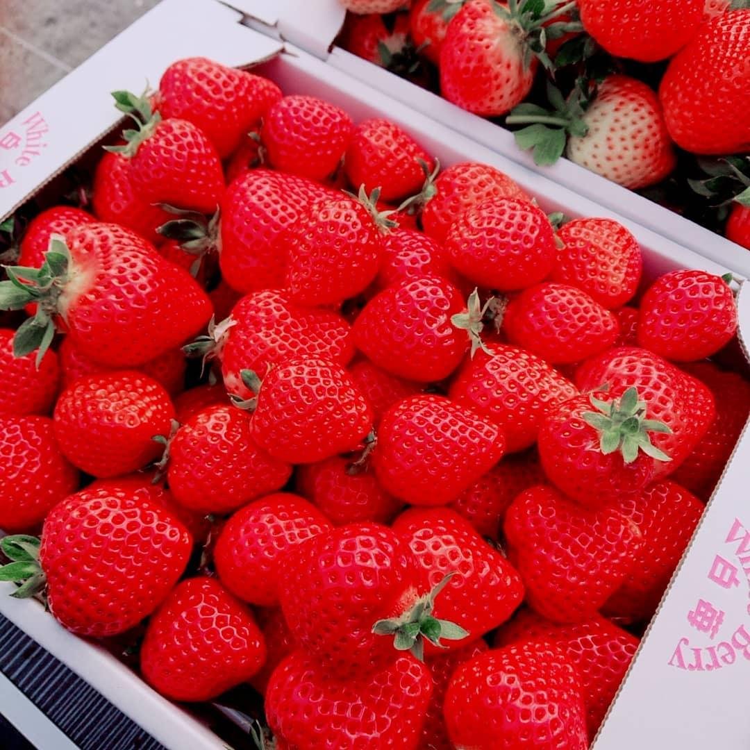 Amaoichigo Kari Farm Howaitoberii