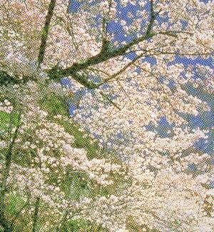 Kurosaki Park