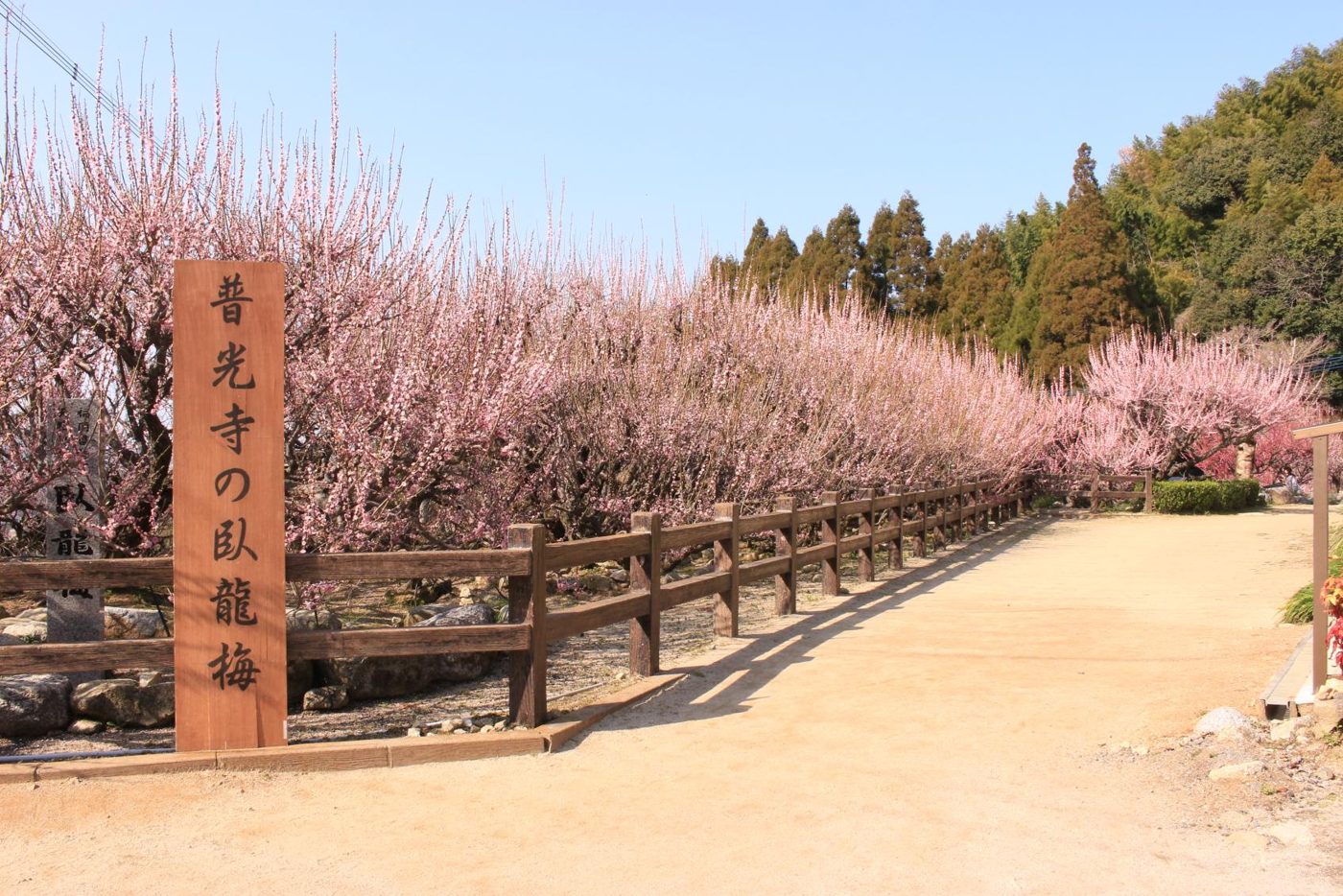 Garyu Plum at Fuko-ji Temple