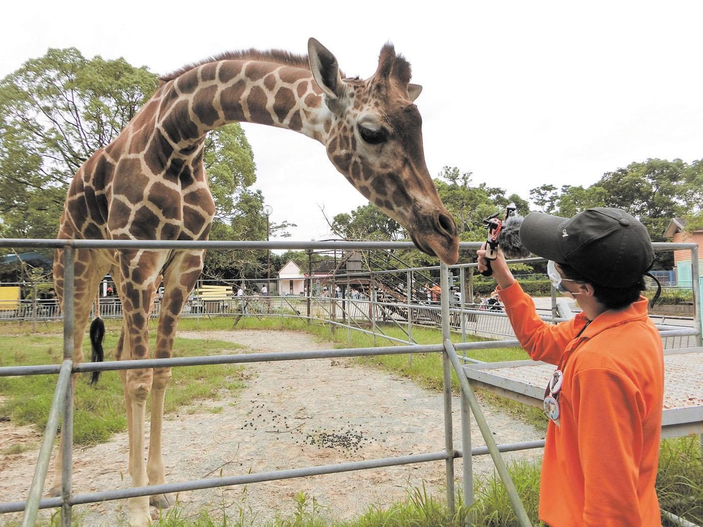 Omuta City Zoo One-Day Keeper Experience