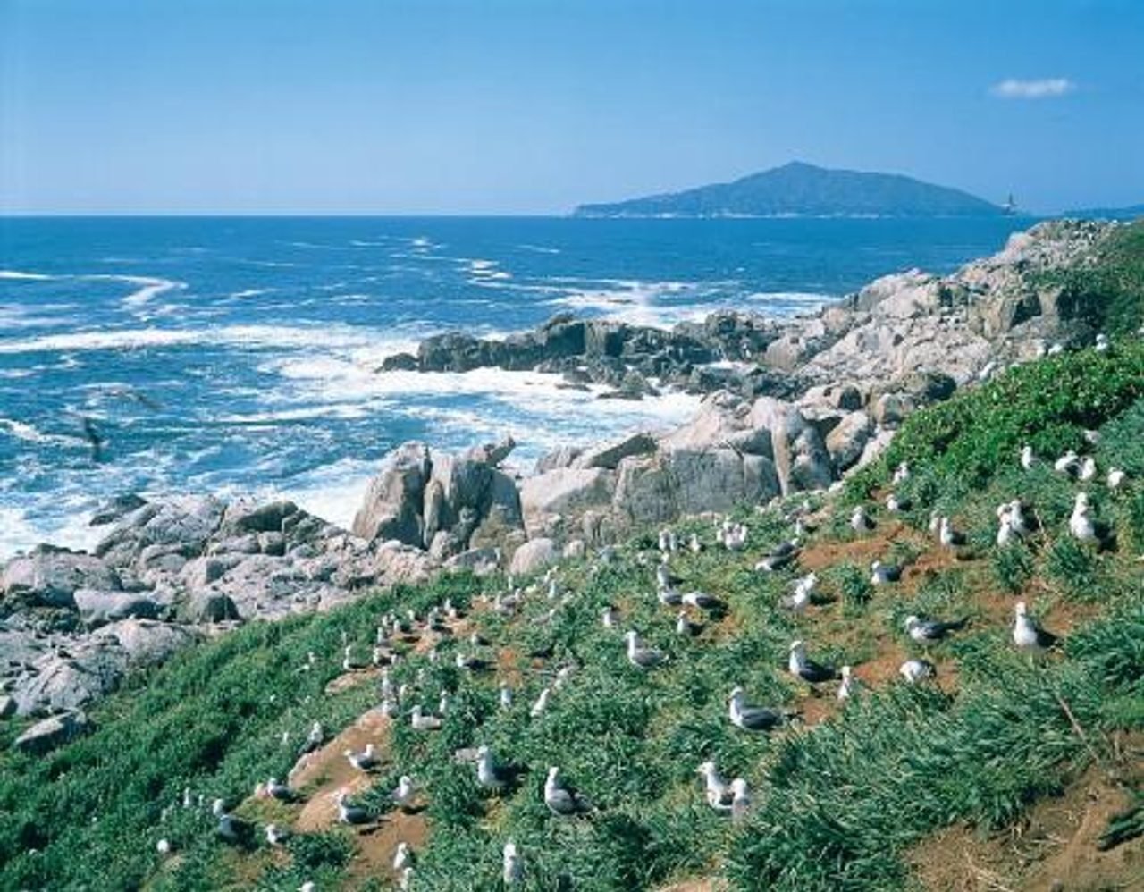 Ashijima Black-tailed Gull Colony