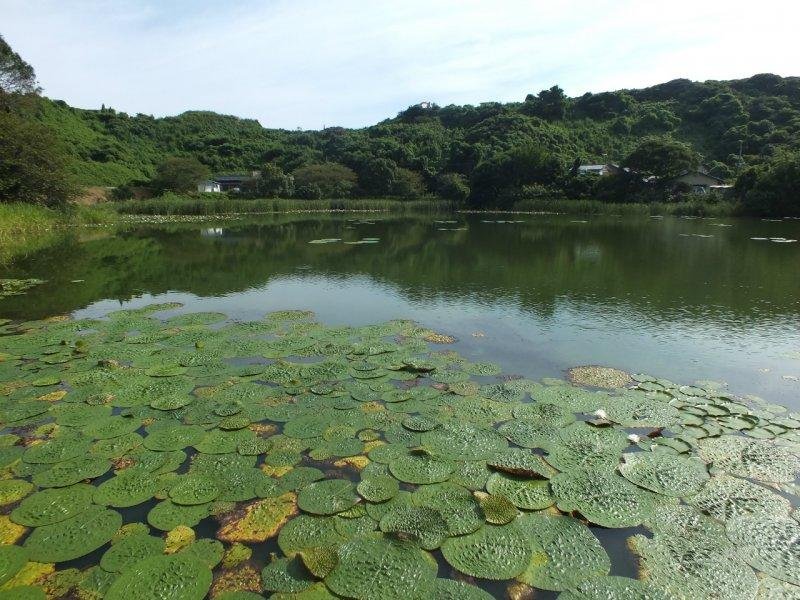 Prickly Water Lily at Kani Shoku Pond
