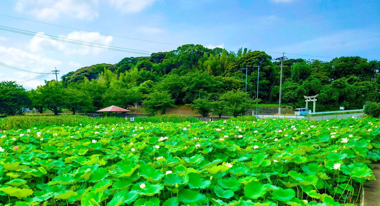 Shimazu Minegaura Pond Park