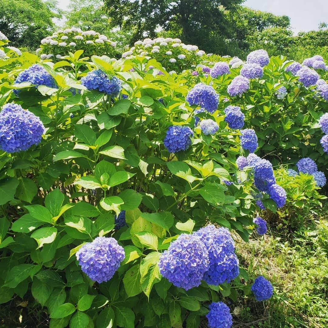 Onojo Ikoi-no-Mori Walking Path Hydrangeas
