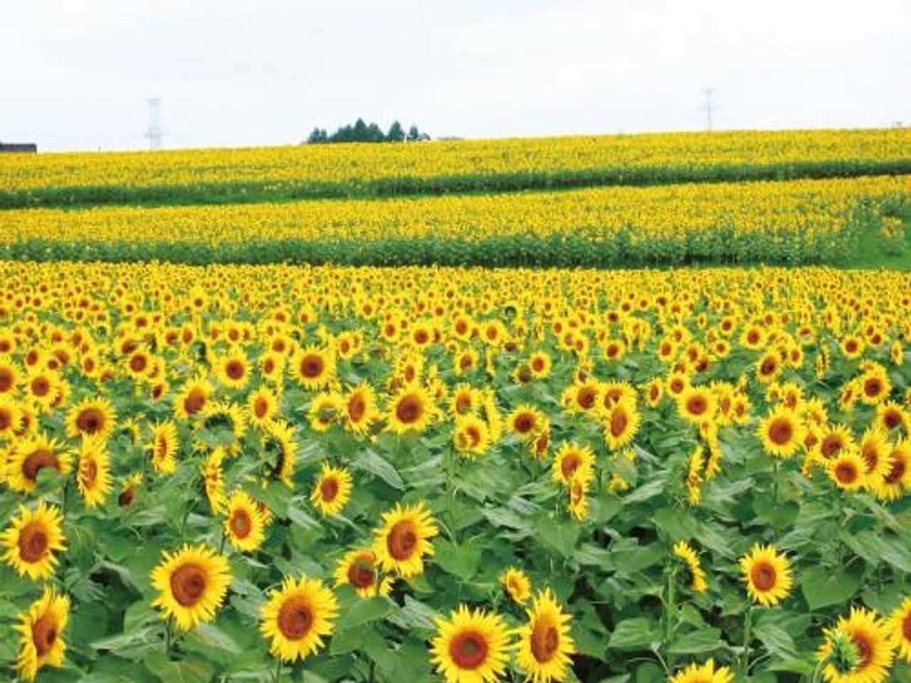 Sambongi Sunflower Hill