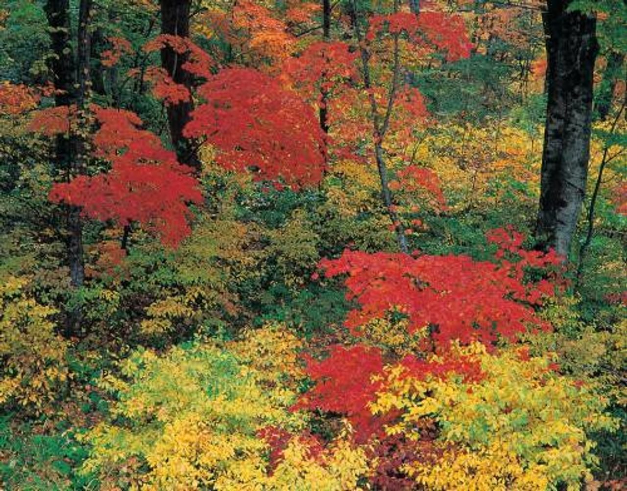 Onikobe Eco Road Autumn Foliage