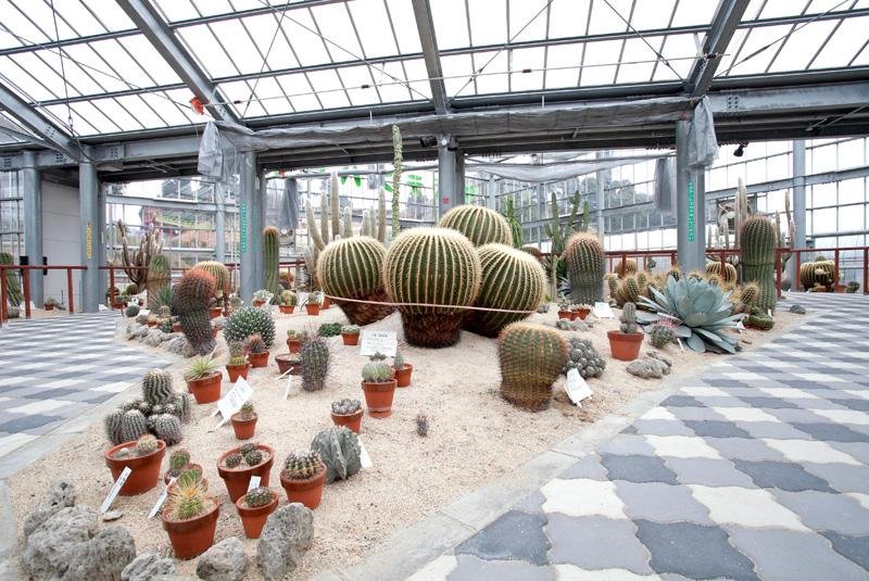 Cactus House