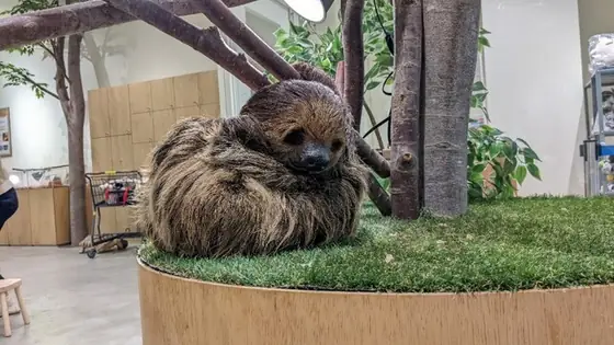 Moff animal cafe イオンモール新利府店