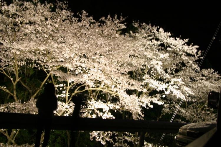 Urashiro Pass Cherry Blossom Avenue