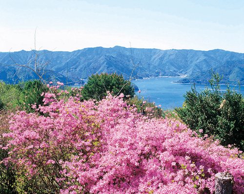 Senzaki Tsutsuji Park