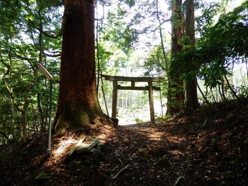 Yocho Yayama Natural Forest, a Highlight of the Sobo-Katamuki-Okue UNESCO Eco-Park