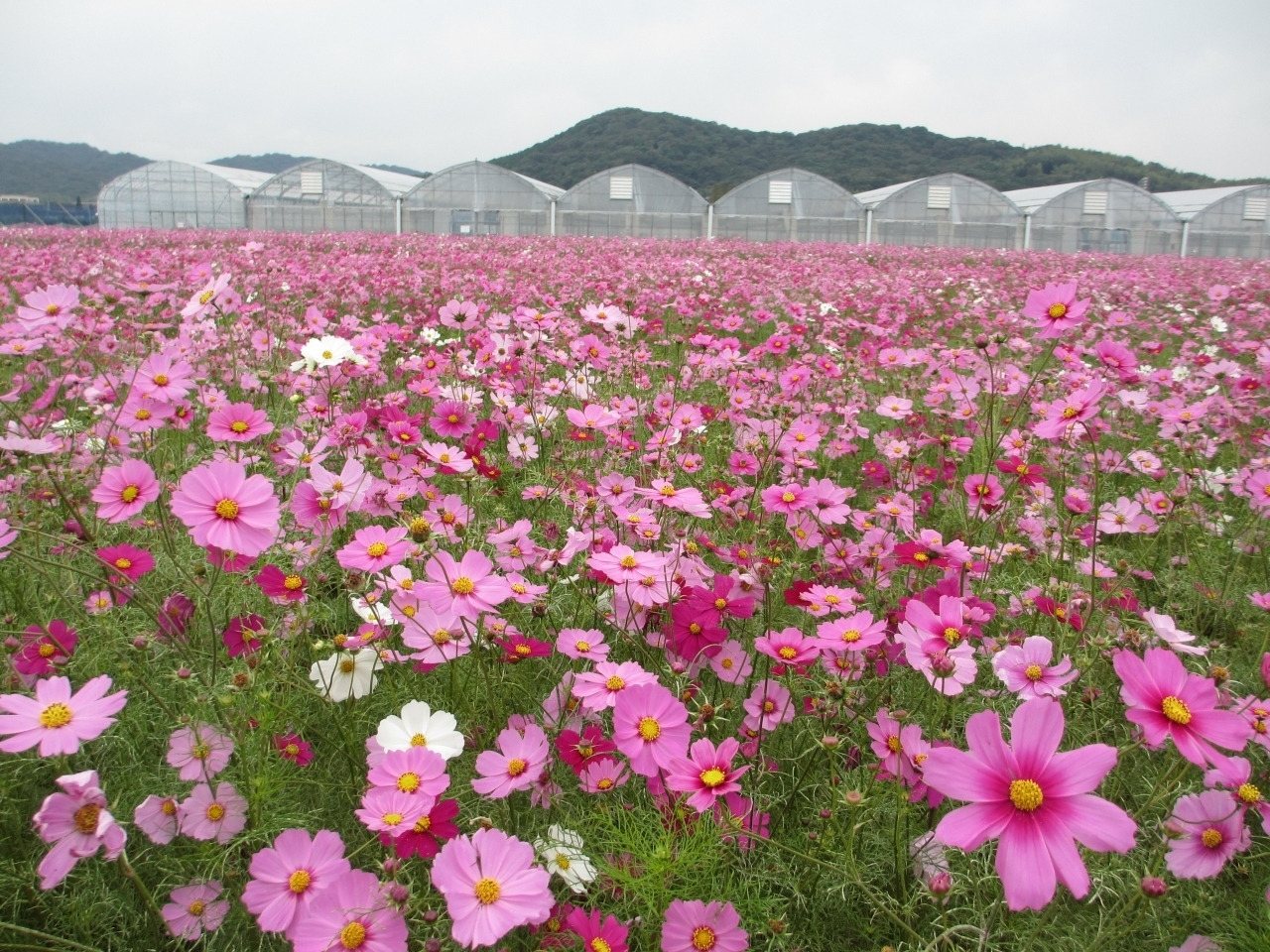 Farm Experience Tour (Hana no Umi)