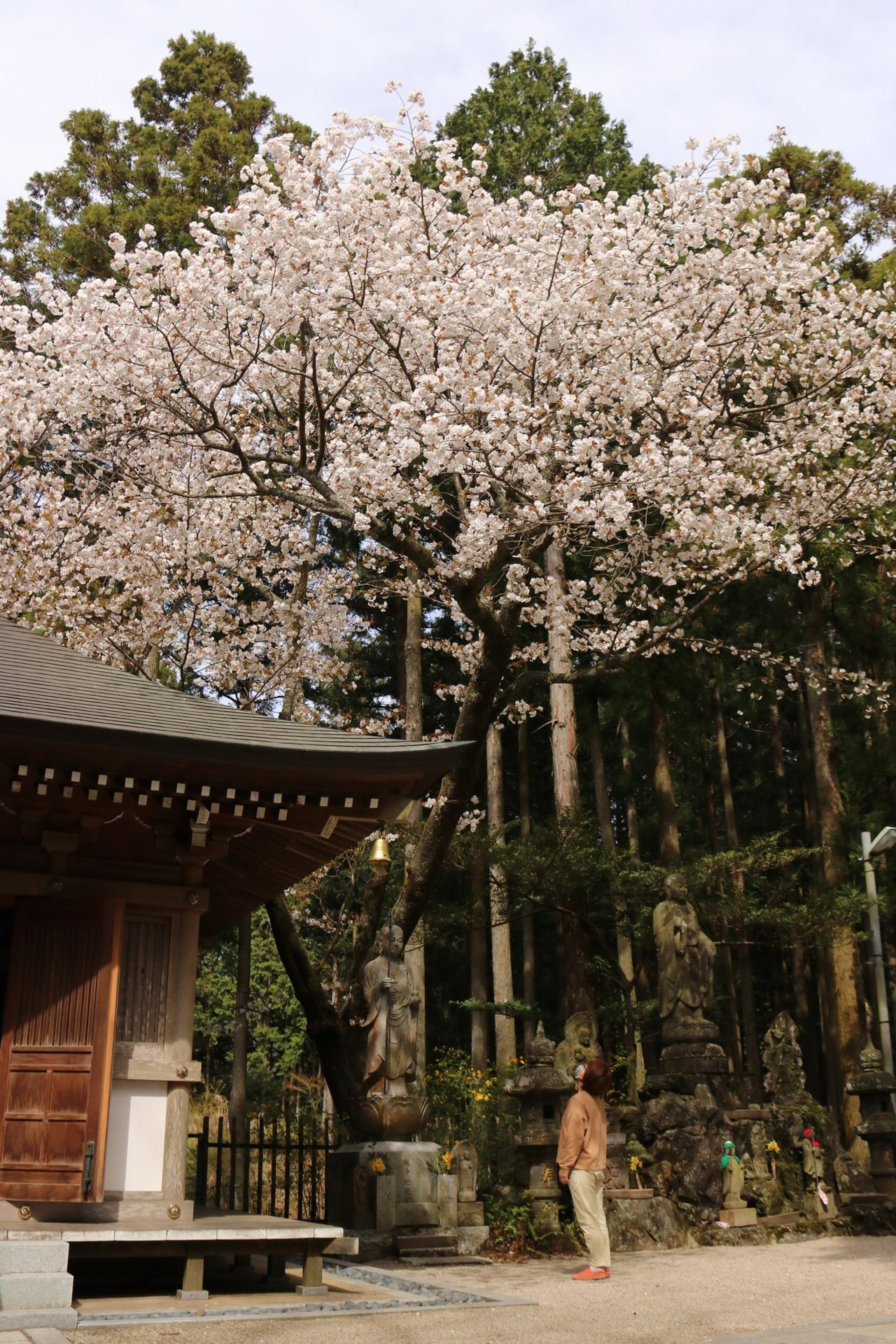 Donzan Kan'onji no Fukuju Sakura
