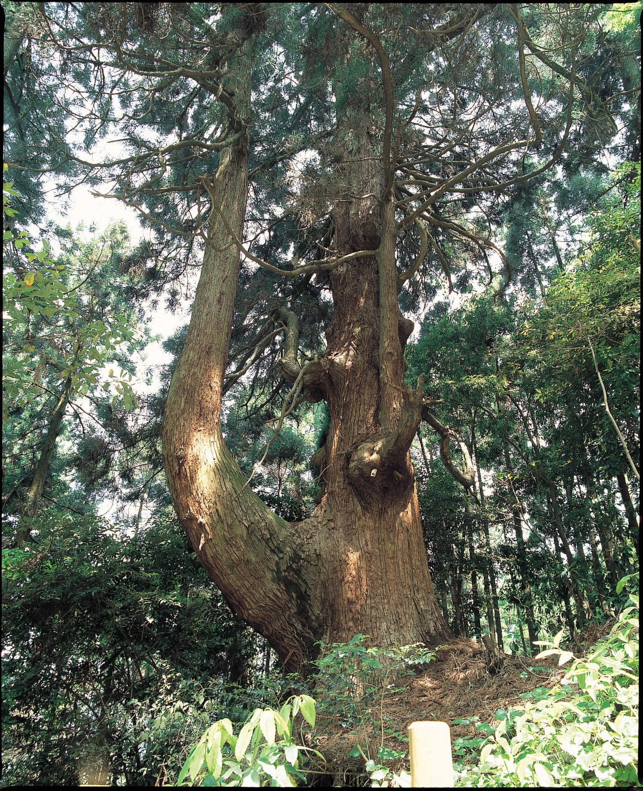 Wakasugi Toda no Futamata Sugi