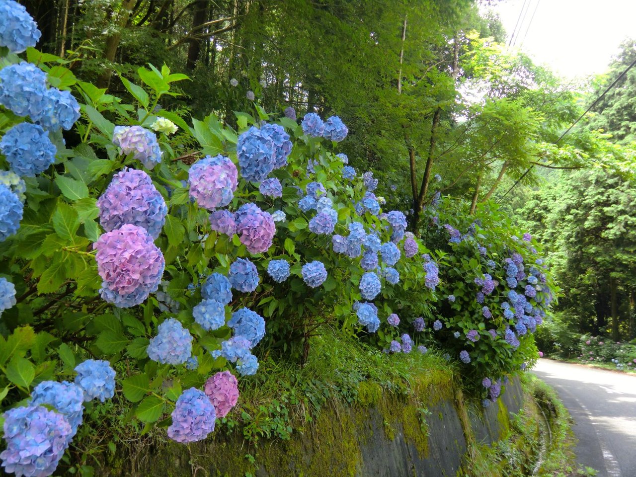 Ajisai Kosu