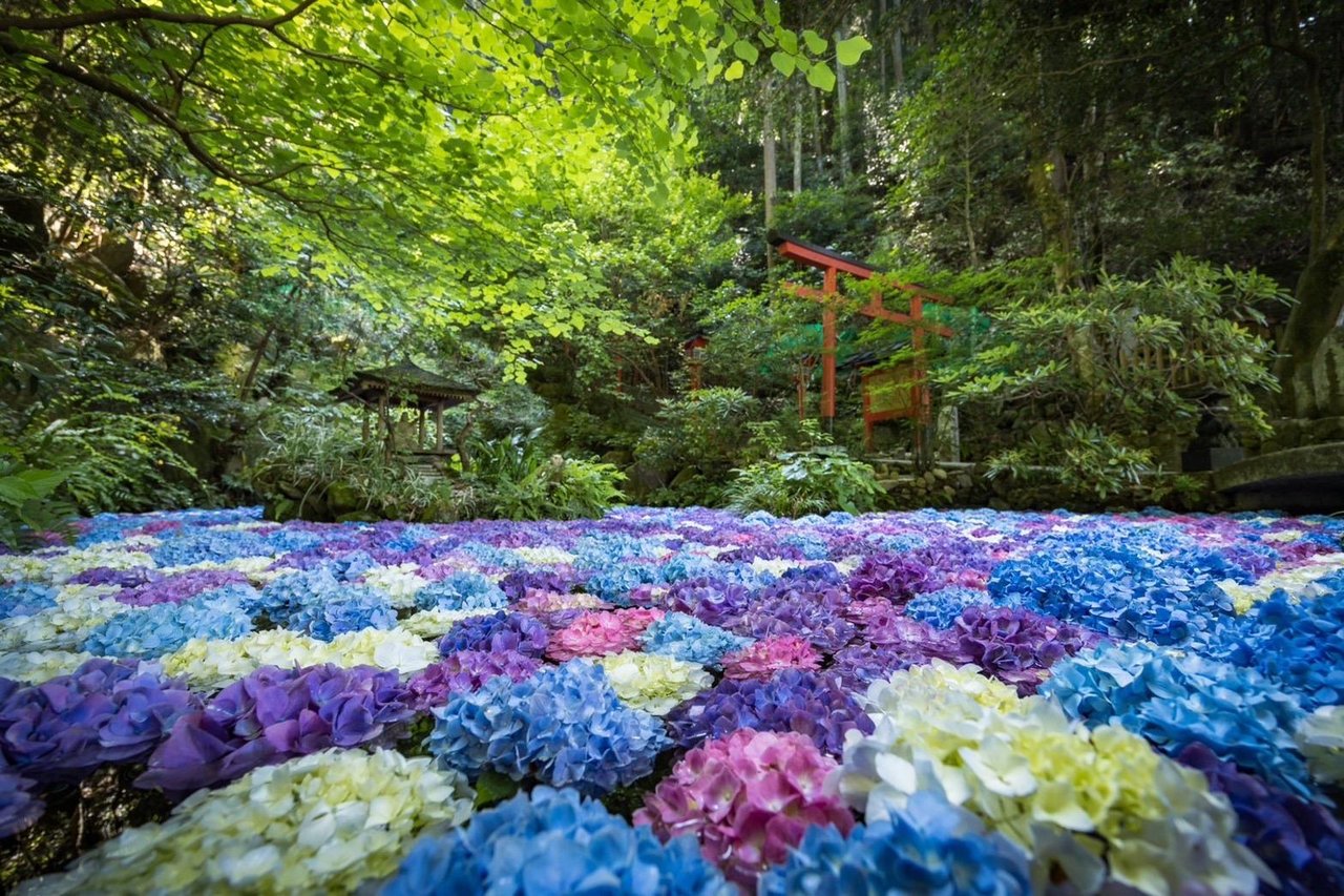 Hydrangea Pond