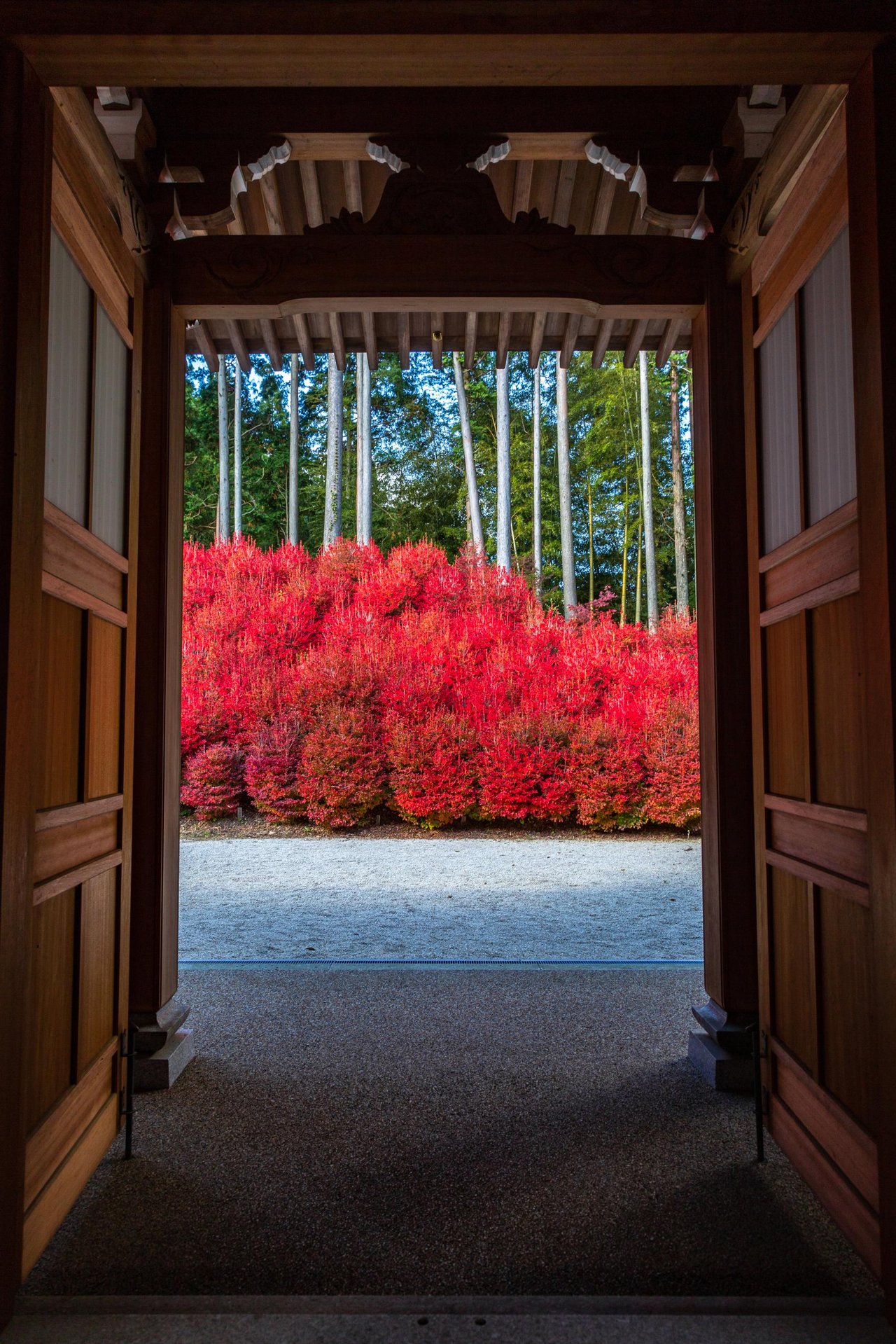 Dodan Azaleas at Donzan Kannon-ji