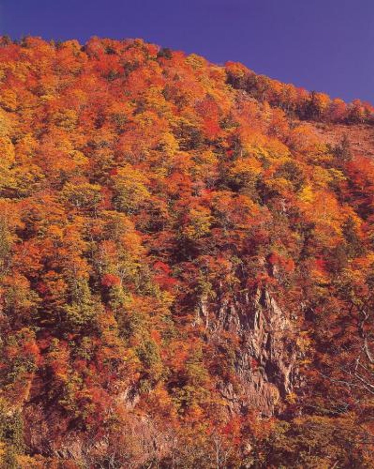 Futakuchi Gorge Autumn Foliage