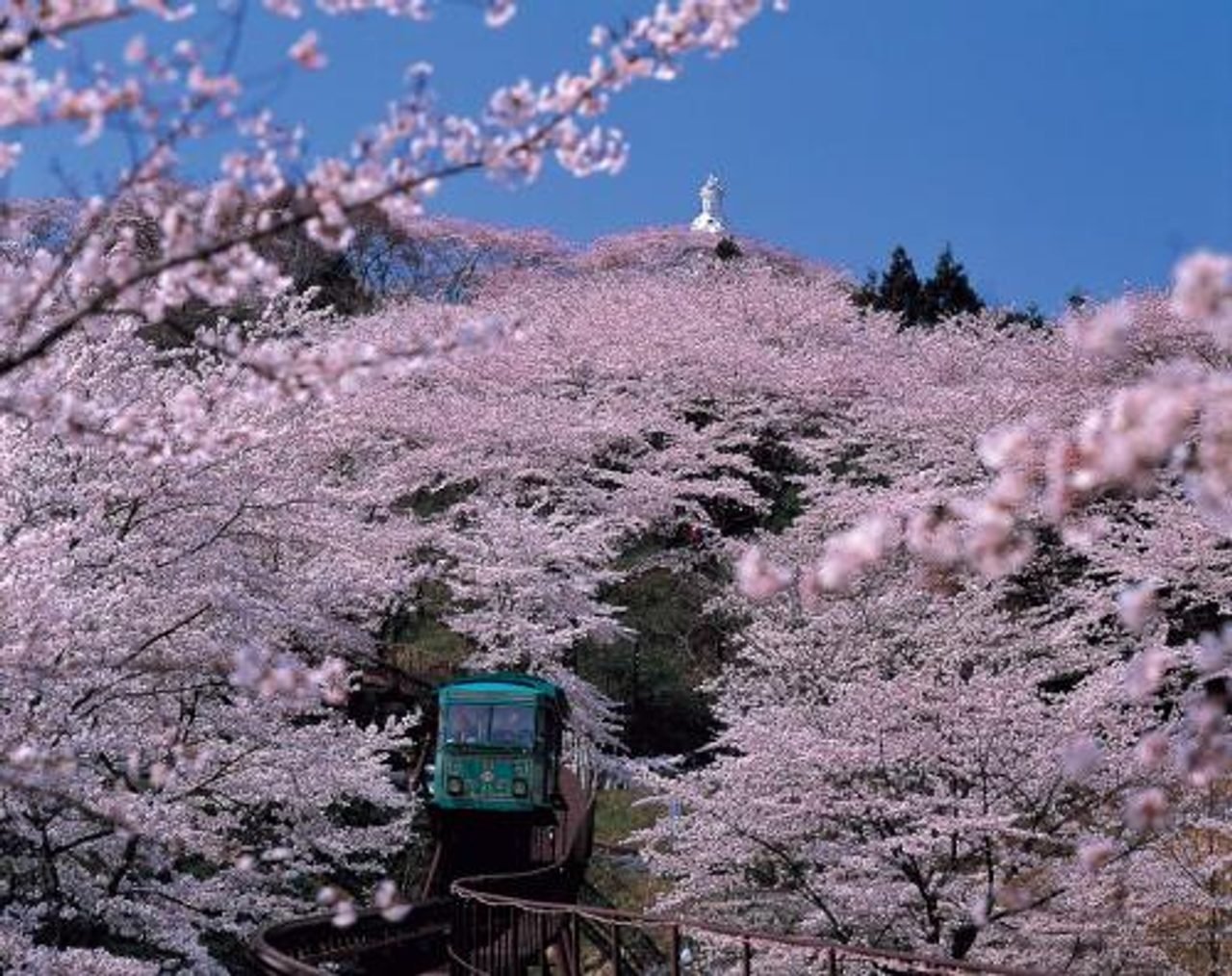 Funaoka Castle Ruins Park Cherry Blossoms