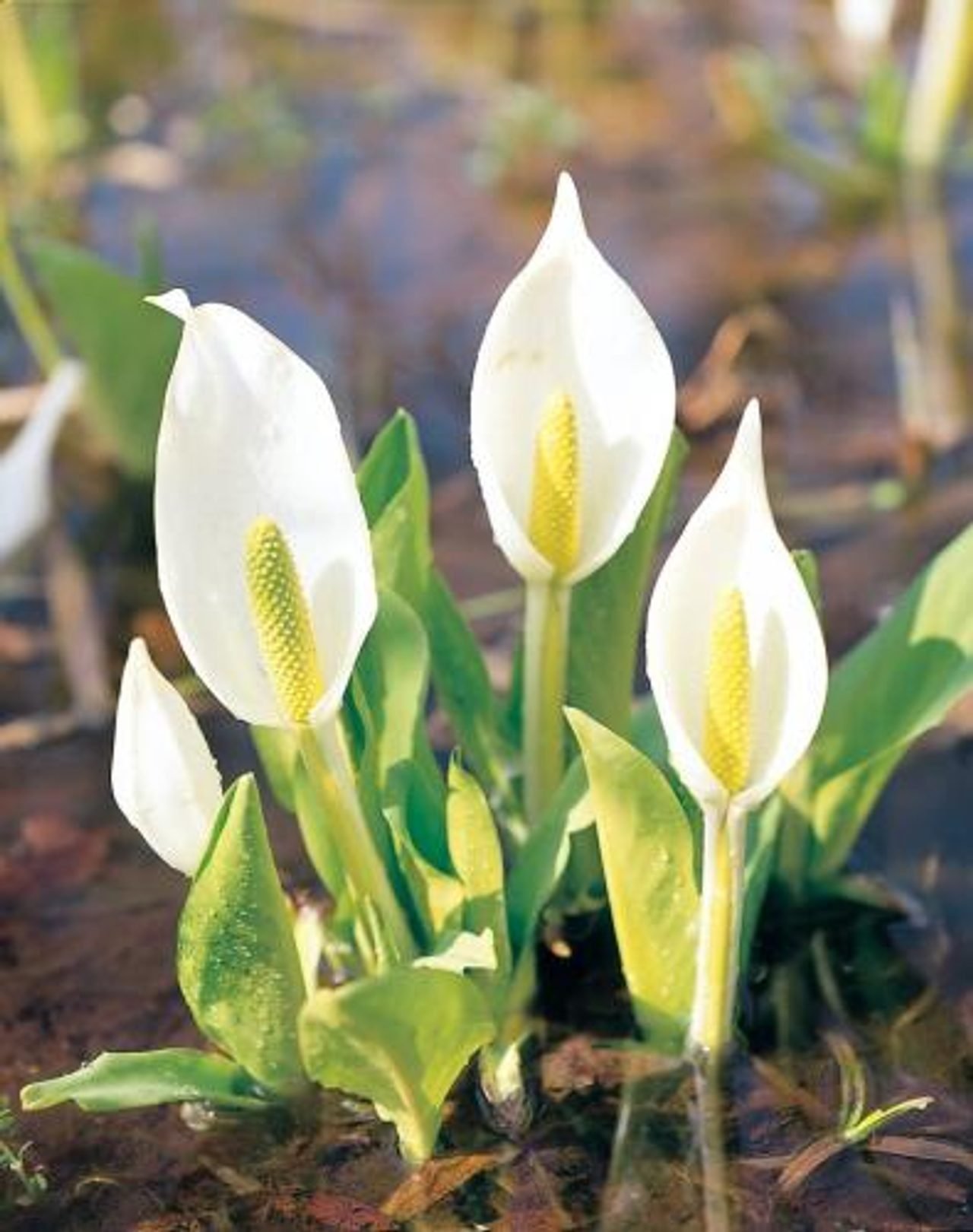Skunk Cabbage Colony