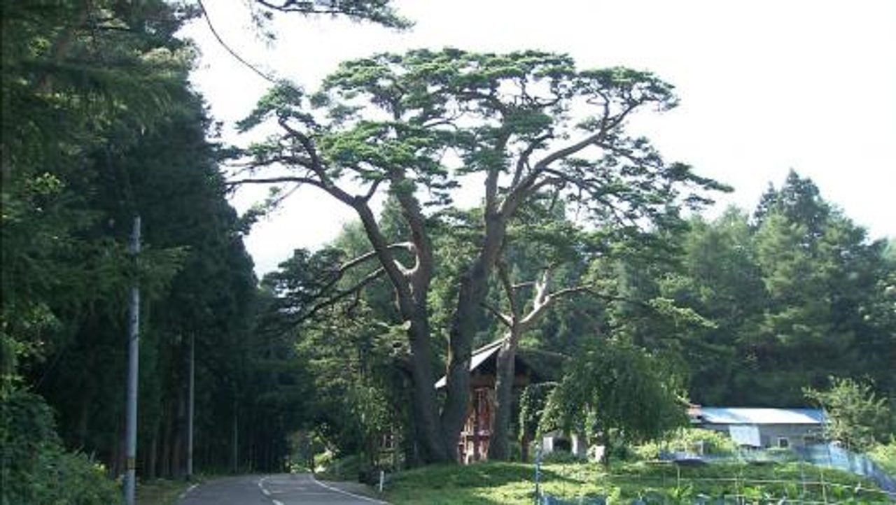 Parent-and-Child Pines