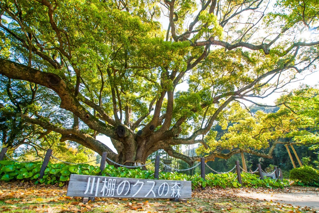 Kawatana no Kusu Forest