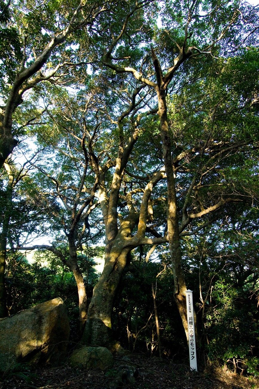 Sankei Tera
