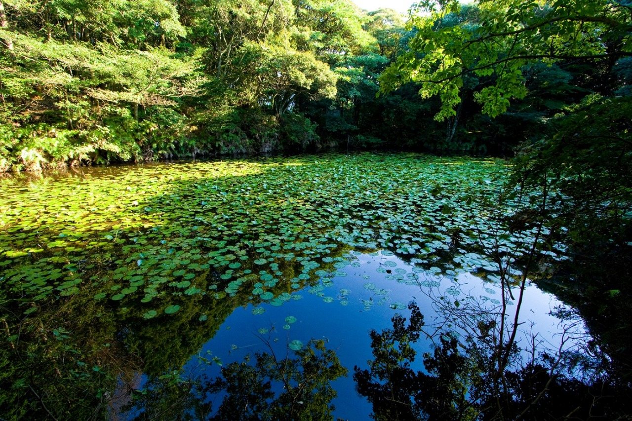 Kunimi Dai Forest Park