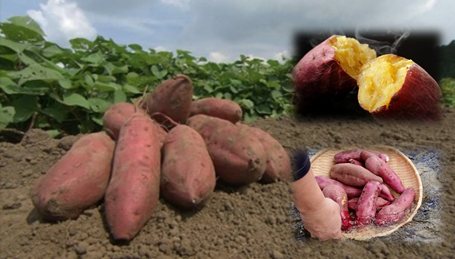 Tsunoshima Yuyake-Imo Sweet Potato Roasting Tour