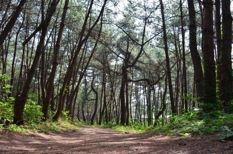 Tate no Matsubara
