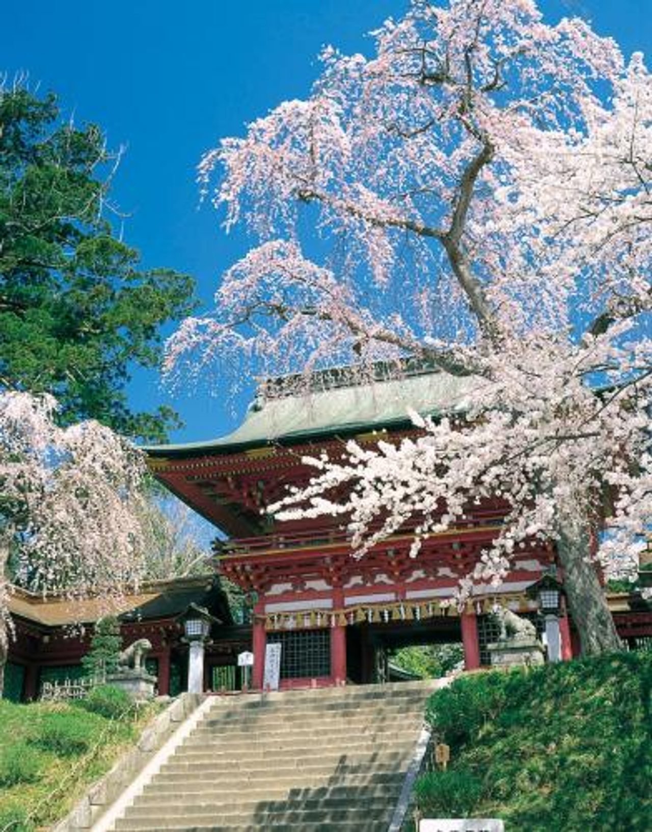 Shiogama Cherry Natural Monument