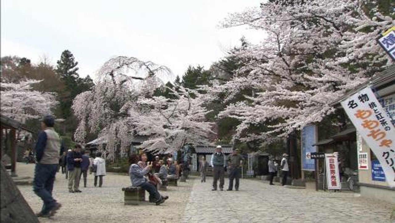 Masuoka Park Cherry Blossoms