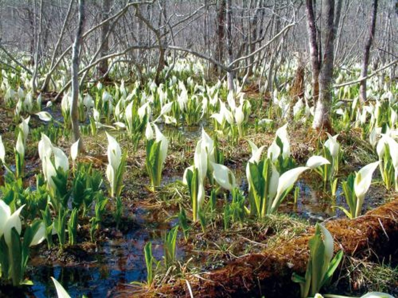 Skunk Cabbage & Doudan Forest