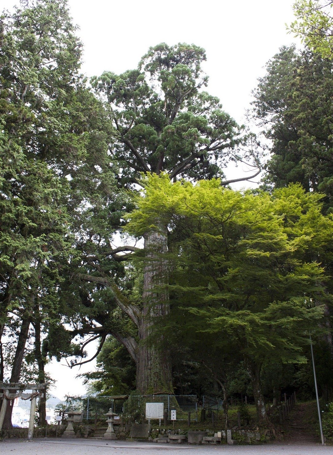 Otama Sugi (Hiryu Hachiman Shrine)