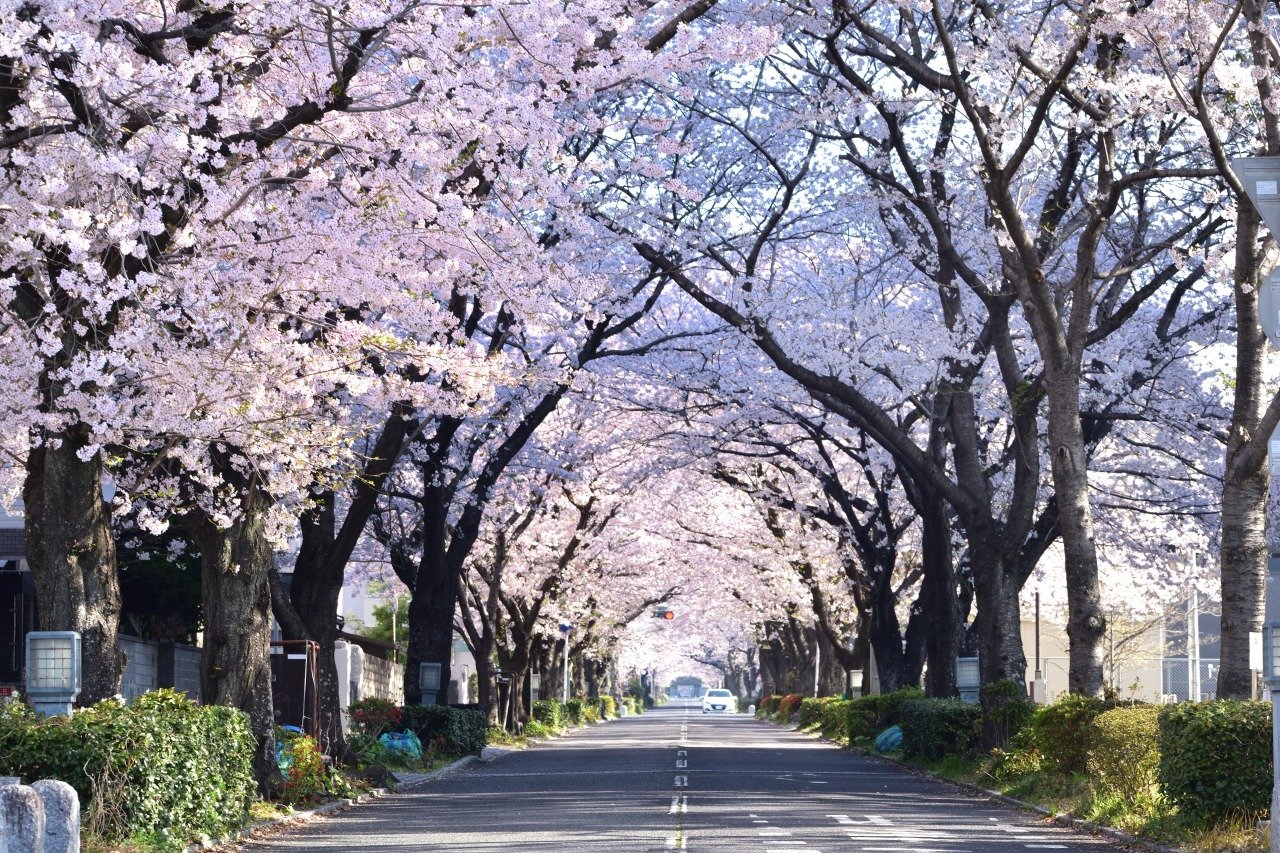Midori to Bunka no Puromunado Sakura Namiki