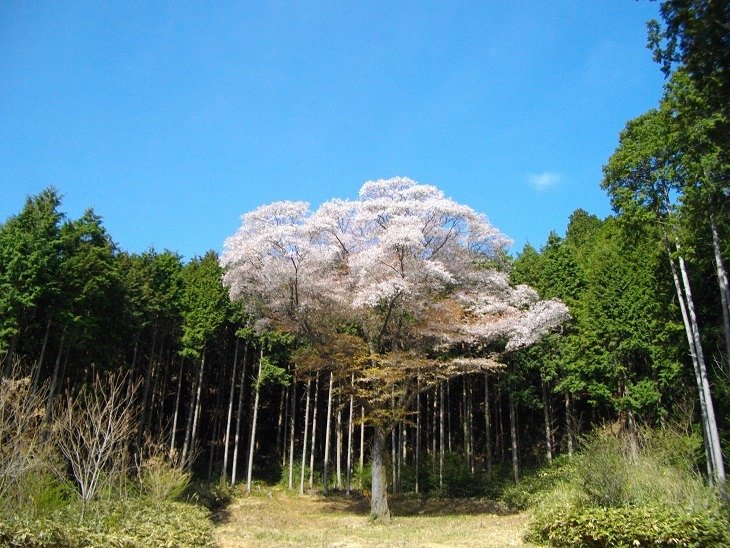Kanematsu Sakura