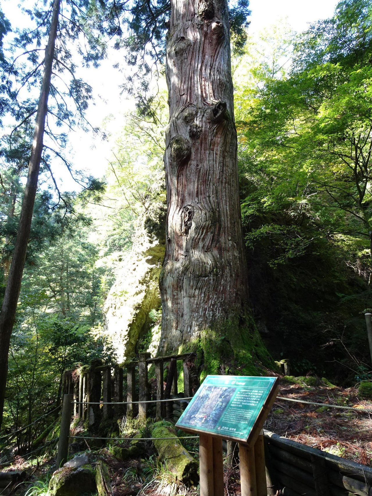 Oni Sugi
